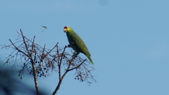 Amazona autumnalis autumnalis
