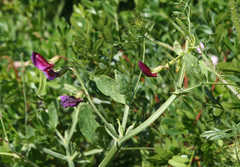 Lathyrus tingitanus