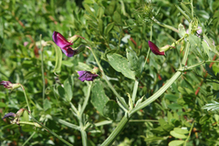Lathyrus tingitanus
