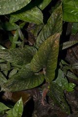 Philodendron squamicaule