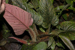 Philodendron squamicaule