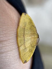 Heterolocha