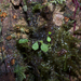 Lepanthes filamentosa - Photo (c) njweess, algunos derechos reservados (CC BY-NC)