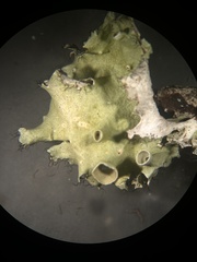 Parmotrema subrigidum