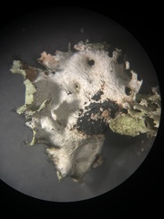 Parmotrema subrigidum