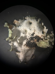 Parmotrema subrigidum