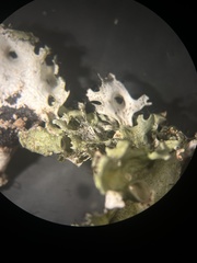 Parmotrema subrigidum