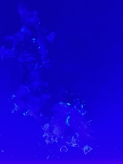 Parmotrema subrigidum