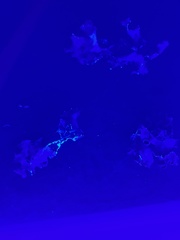 Parmotrema subrigidum