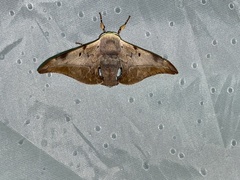 Mustilizans hepatica