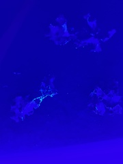 Parmotrema subrigidum