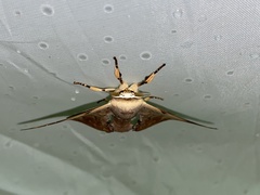 Mustilizans hepatica