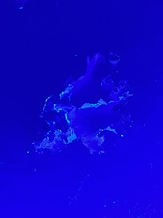 Parmotrema subrigidum