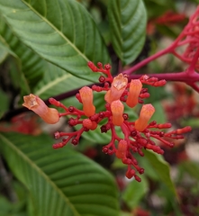 Palicourea crocea
