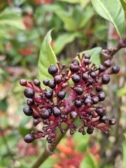 Palicourea crocea