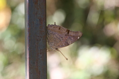 Historis acheronta