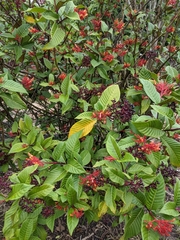 Palicourea crocea