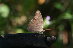 Historis acheronta
