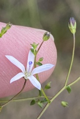 Wahlenbergia rubioides