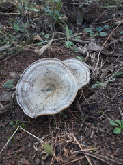 Lactarius quieticolor