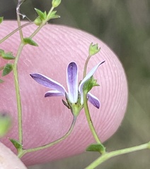 Wahlenbergia rubioides
