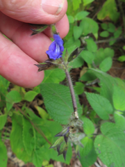 Salvia urica