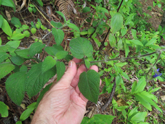 Image of Salvia urica