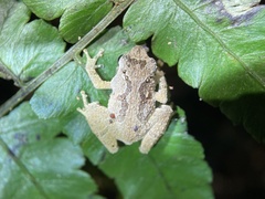 Buergeria oxycephala