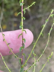 Wahlenbergia rubioides