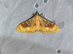Sameodes