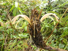 Pitcairnia fusca