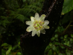 Passiflora ursina
