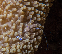 Ancylomenes sarasvati