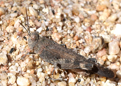 Lactista gibbosus