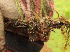 Pseudocyphellaria hawaiiensis