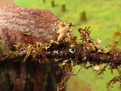 Pseudocyphellaria hawaiiensis