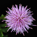 Creeping Thistle - Photo (c) Douglas Goldman, some rights reserved (CC BY-NC), uploaded by Douglas Goldman