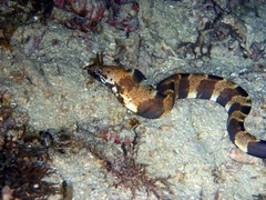 Nasal-Flap Moray photo 2