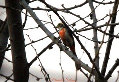 Granatellus venustus