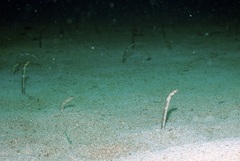Heteroconger digueti