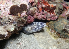 Gymnothorax enigmaticus