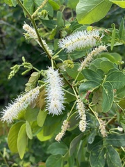 Mimosa caesalpiniifolia