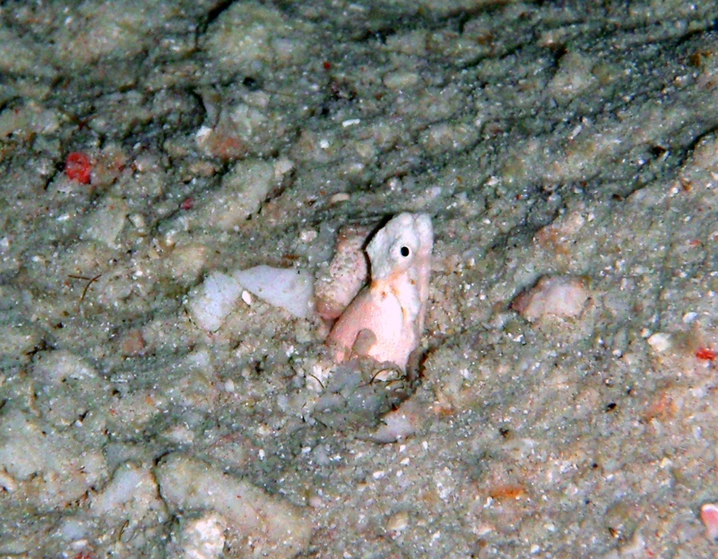 Turret Snake Eel photo 4