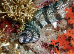 Gymnothorax enigmaticus