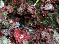 Gymnothorax enigmaticus