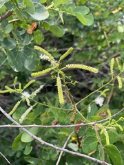 Mimosa caesalpiniifolia