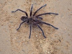 Phormictopus cancerides