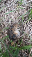 Oligoryzomys flavescens