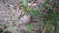 Oligoryzomys flavescens