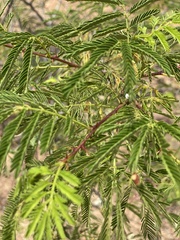 Mimosa tenuiflora